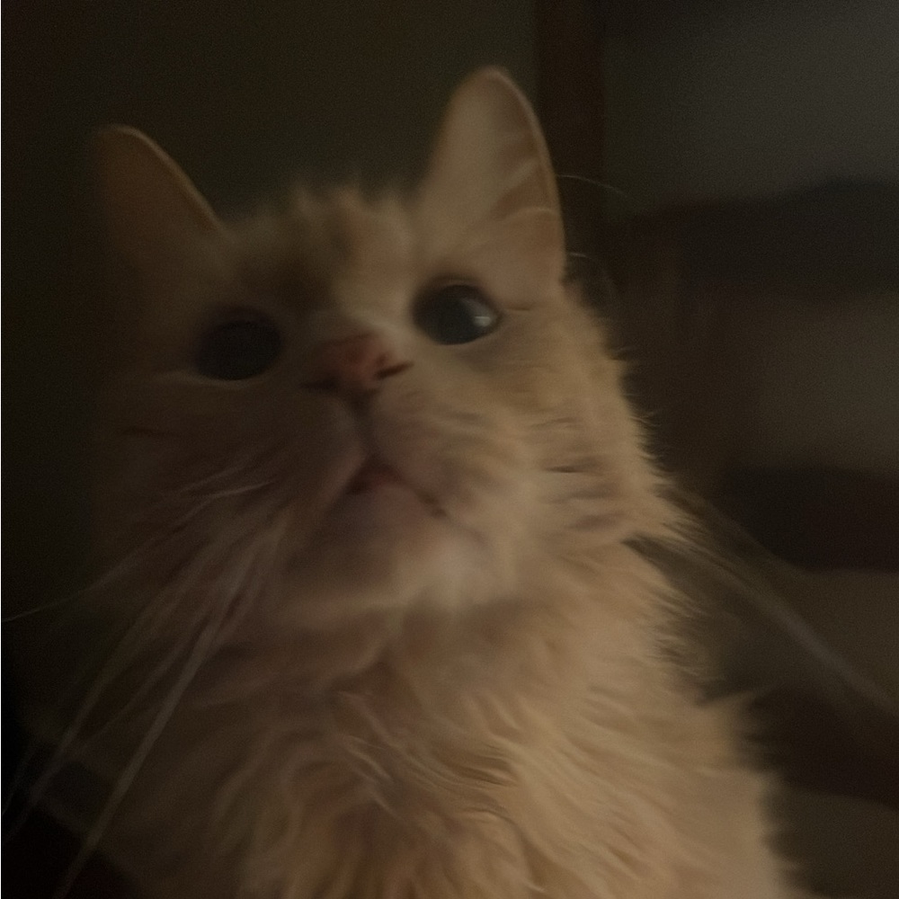 my cat